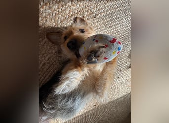 Lucia - auf PS in 45147 Essen - äußerst liebe und verschmuste Hündin