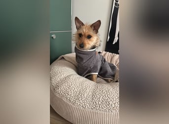 Lucia - auf PS in 45147 Essen - äußerst liebe und verschmuste Hündin