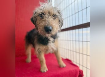 bezaubernde kleine ZOE - 2 Jahre, 35cm - Yorkshire-Mix