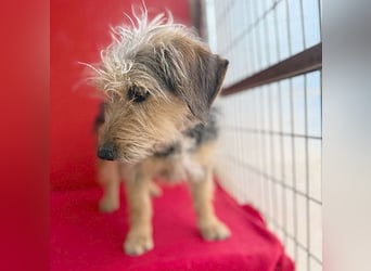 bezaubernde kleine ZOE - 2 Jahre, 35cm - Yorkshire-Mix