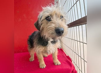 bezaubernde kleine ZOE - 2 Jahre, 35cm - Yorkshire-Mix