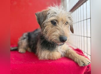 bezaubernde kleine ZOE - 2 Jahre, 35cm - Yorkshire-Mix