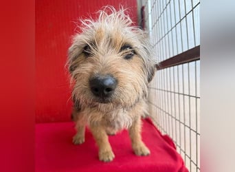 bezaubernde kleine ZOE - 2 Jahre, 35cm - Yorkshire-Mix