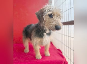 bezaubernde kleine ZOE - 2 Jahre, 35cm - Yorkshire-Mix