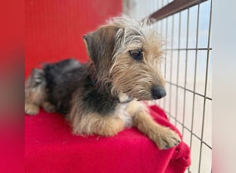 bezaubernde kleine ZOE - 2 Jahre, 35cm - Yorkshire-Mix