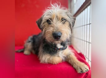 bezaubernde kleine ZOE - 2 Jahre, 35cm - Yorkshire-Mix