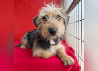 bezaubernde kleine ZOE - 2 Jahre, 35cm - Yorkshire-Mix