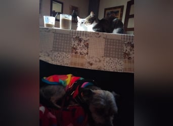 Isis, kleine, katzenverträgliche Herzenshündin mit großem Wunsch nach Geborgenheit