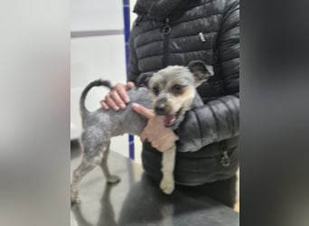 Isis , kleine, katzenverträgliche Herzenshündin mit großem Wunsch nach Geborgenheit