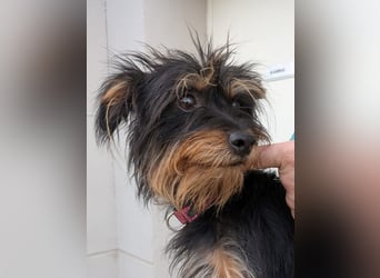 Mory - hübsche Yorkshire-Terrier-Mix-Hündin mit Sonnenschein-Charakter