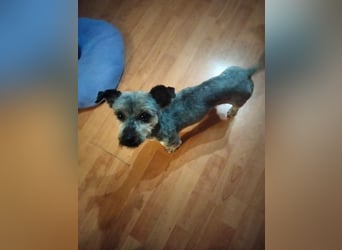 Isis, kleine, katzenverträgliche Herzenshündin mit großem Wunsch nach Geborgenheit