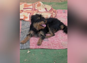 Mory - hübsche Yorkshire-Terrier-Mix-Hündin mit Sonnenschein-Charakter