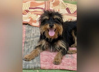 Mory - hübsche Yorkshire-Terrier-Mix-Hündin mit Sonnenschein-Charakter