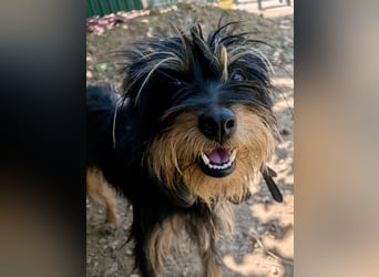 Mory - hübsche Yorkshire-Terrier-Mix-Hündin mit Sonnenschein-Charakter