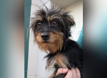 Mory - hübsche Yorkshire-Terrier-Mix-Hündin mit Sonnenschein-Charakter
