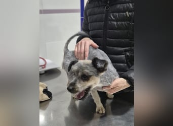 Isis, kleine, katzenverträgliche Herzenshündin mit großem Wunsch nach Geborgenheit