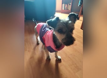 Isis, kleine, katzenverträgliche Herzenshündin mit großem Wunsch nach Geborgenheit