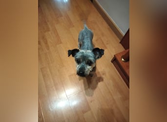 Isis, kleine, katzenverträgliche Herzenshündin mit großem Wunsch nach Geborgenheit