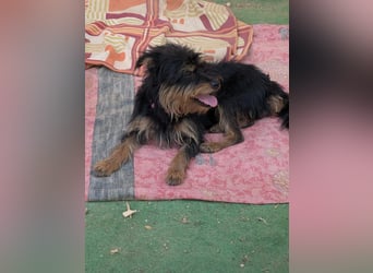 Mory - hübsche Yorkshire-Terrier-Mix-Hündin mit Sonnenschein-Charakter