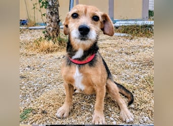 Dori ,eine kleine Frohnatur wartet auf ihr großes Glück