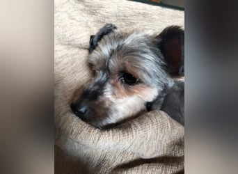 Isis, kleine, katzenverträgliche Herzenshündin mit großem Wunsch nach Geborgenheit