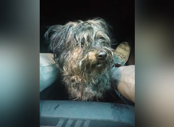 Isis, kleine, katzenverträgliche Herzenshündin mit großem Wunsch nach Geborgenheit