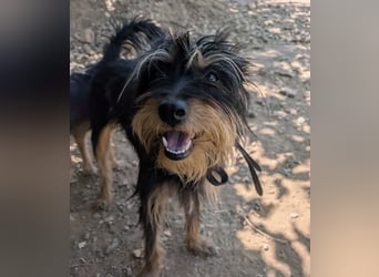 Mory - hübsche Yorkshire-Terrier-Mix-Hündin mit Sonnenschein-Charakter