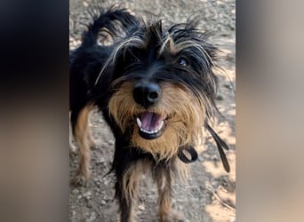 Mory - hübsche Yorkshire-Terrier-Mix-Hündin mit Sonnenschein-Charakter