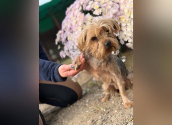 Kyra – Sanfte Yorkie-Dame mit dem Wunsch nach Geborgenheit 
