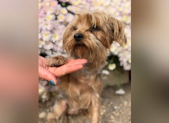 Kyra – Sanfte Yorkie-Dame mit dem Wunsch nach Geborgenheit 