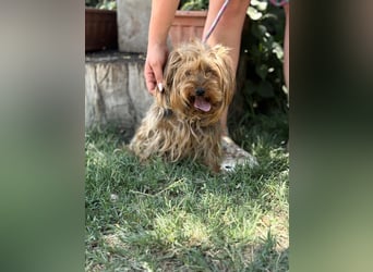 Timna KK – liebe Hundeomi wünscht sich einen behüteten Lebensabend 