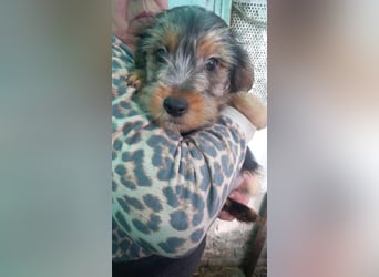 Cidri -PP, kleiner Yorkie-Mann auf der Suche nach dem eigenen Zuhause