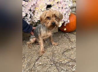 Kyra – Sanfte Yorkie-Dame mit dem Wunsch nach Geborgenheit 