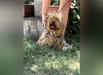 Timna KK – liebe Hundeomi wünscht sich einen behüteten Lebensabend 