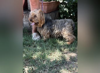 Timna KK – liebe Hundeomi wünscht sich einen behüteten Lebensabend 