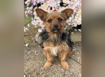 Zsongor – Herzenskleiner Yorkie-Bursche mit großem Charme 