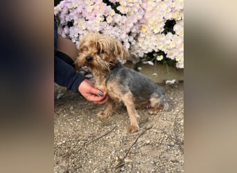 Kyra – Sanfte Yorkie-Dame mit dem Wunsch nach Geborgenheit 