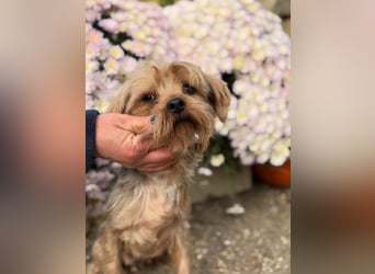 Kyra – Sanfte Yorkie-Dame mit dem Wunsch nach Geborgenheit 