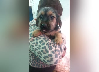 Hokedli -PP, kleine Yorkie-Maus auf der Suche nach dem Glück