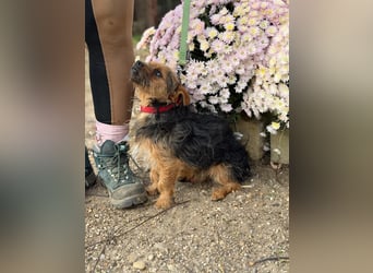Zsongor – Herzenskleiner Yorkie-Bursche mit großem Charme 