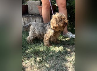 Timna KK – liebe Hundeomi wünscht sich einen behüteten Lebensabend 
