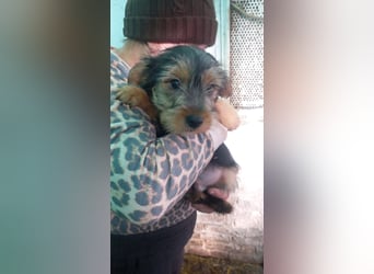 Cidri -PP, kleiner Yorkie-Mann auf der Suche nach dem eigenen Zuhause