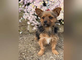 Zsongor – Herzenskleiner Yorkie-Bursche mit großem Charme 