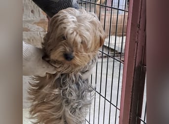 YORI - YORKIE SUCHT FAMILIE