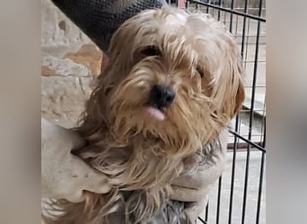 YORI - YORKIE SUCHT FAMILIE