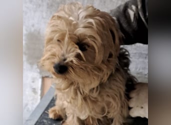 YORI - YORKIE SUCHT FAMILIE