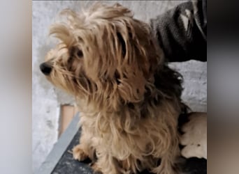 YORI - YORKIE SUCHT FAMILIE