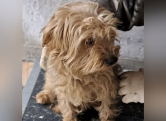YORI - YORKIE SUCHT FAMILIE