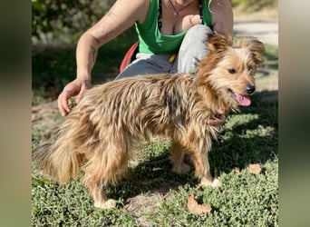 Kleiner Yorkie Mix ähnl. Hundejunge, ca. 12Mon., 35cm, kastriert