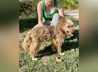 Kleiner Yorkie Mix ähnl. Hundejunge, ca. 12Mon., 35cm, kastriert